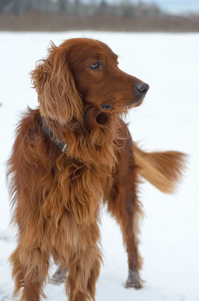 Setter in the snow. — Stock Photo, Image