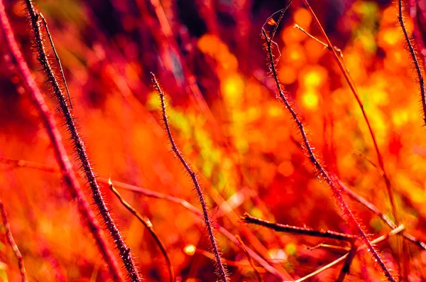 Dikenli ateş. — Stok fotoğraf