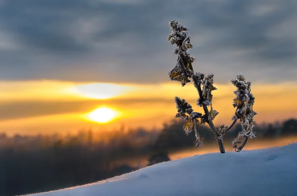 Winterzonsondergang. — Stockfoto