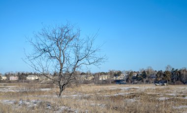 Yalnız, Kuru ağaç.