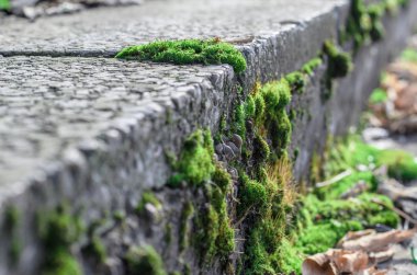Beton üzerinde yosun.