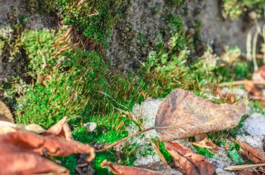 bir yosun kuru yapraklar.