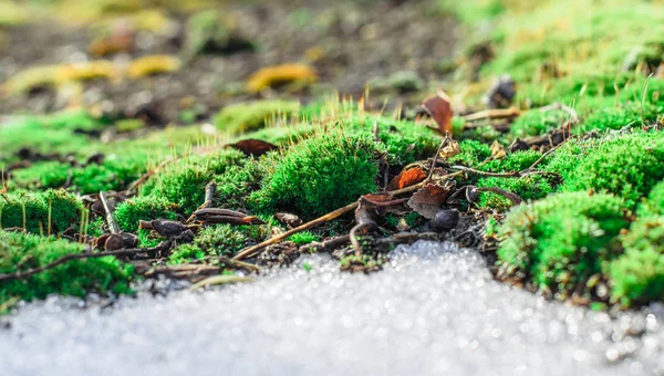 Mossa och töa snö. — Stockfoto