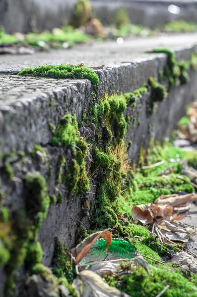 Mossa på betong. — Stockfoto