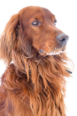 Beyaz bir arka plan üzerinde köpek.