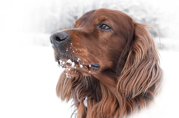 Irish Setter. — Stok Foto