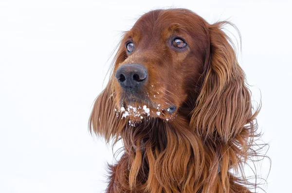 白い背景の上犬. — ストック写真