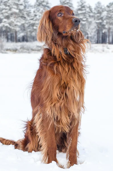 Setter na neve . — Fotografia de Stock