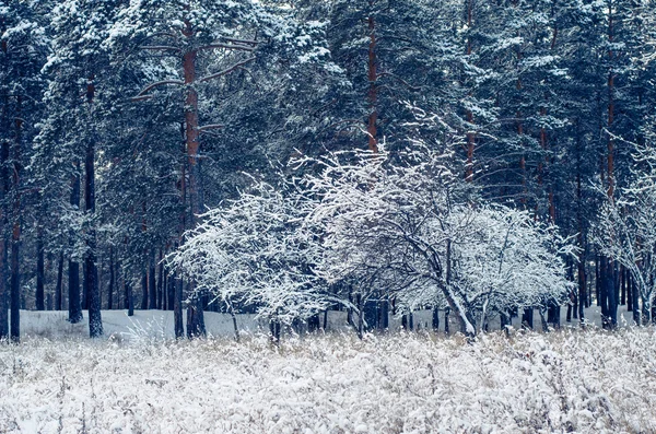 Bosque de invierno. —  Fotos de Stock
