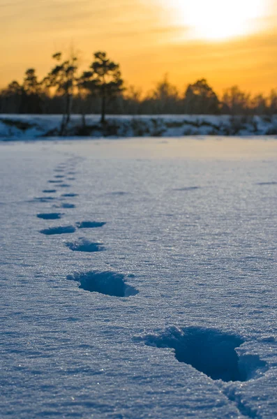 Fußabdrücke auf Schnee. — Stockfoto