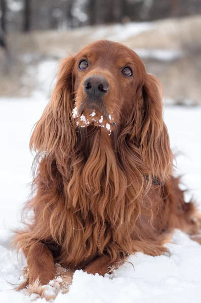 Dog on snow. — Stock Photo, Image