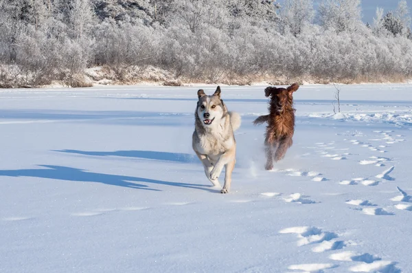 Running dog. — Stock Photo, Image