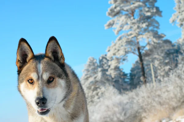 Cane lupo . — Foto Stock