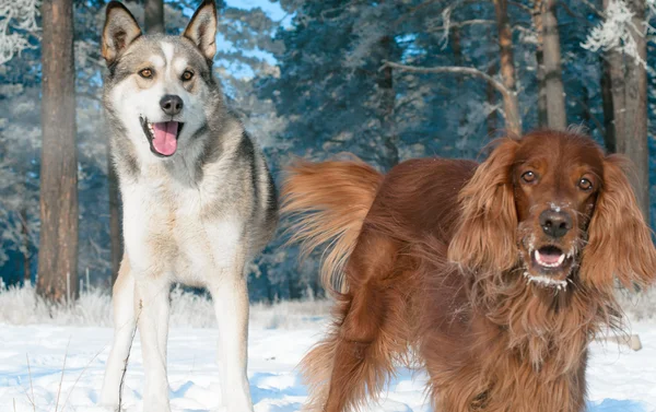 Dois cães. — Fotografia de Stock