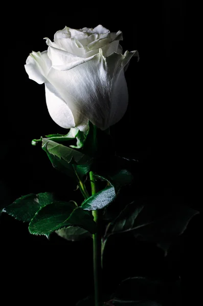 Белая роза Лицензионные Стоковые Изображения