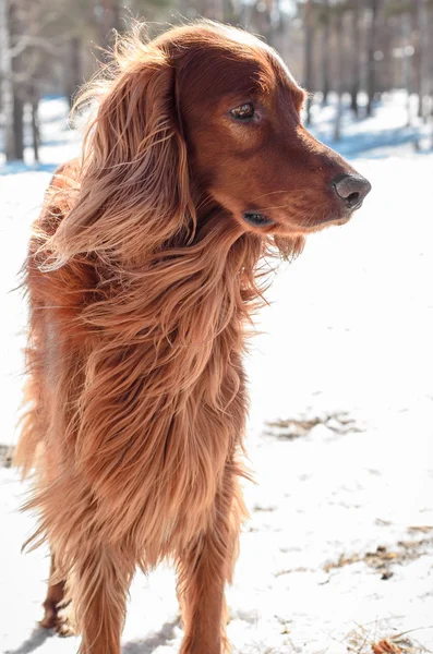 Irish Setter. — Stock Photo, Image