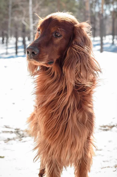 Irish Setter. — Stock Photo, Image