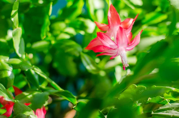 Flor. — Fotografia de Stock