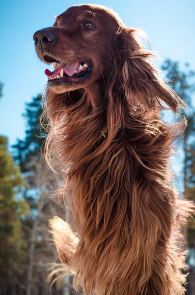 Irländsk setter. Stockbild