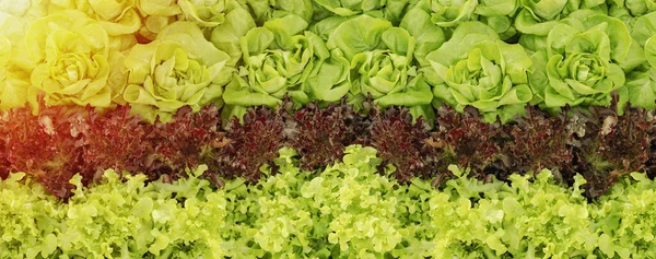 Πολύχρωμες Καλοκαιρινές Καλλιέργειες Μαρούλια Συμπεριλαμβανομένων Ανάμεικτων Πράσινων Κόκκινων Μωβ Ποικιλιών — Φωτογραφία Αρχείου