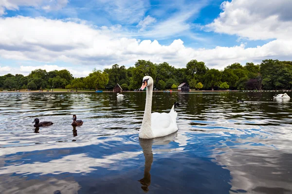 Swan i hyde park — Stockfoto