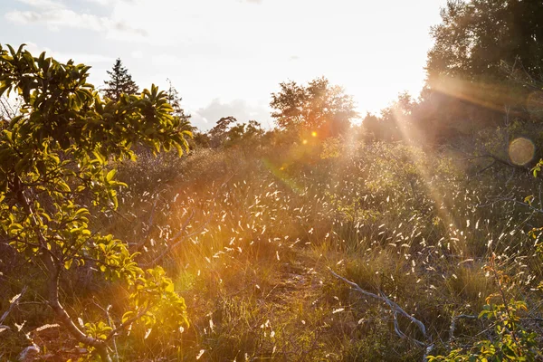 Bagliore di sole in un paesaggio naturale autunnale — Foto Stock