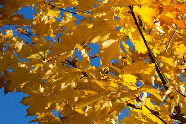 Güzel sarı yapraklar