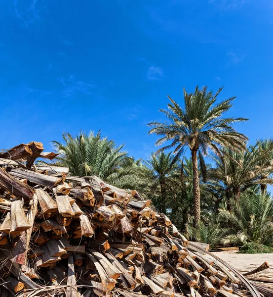 Cut Palm tree branches in an oasis — Stock Photo, Image