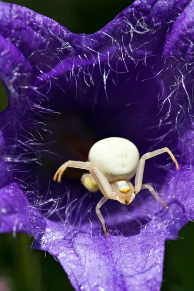 White Spider — Stock Photo, Image