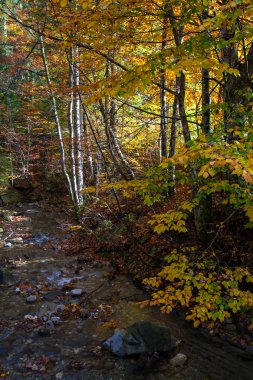 bir orman içinden akan nehir