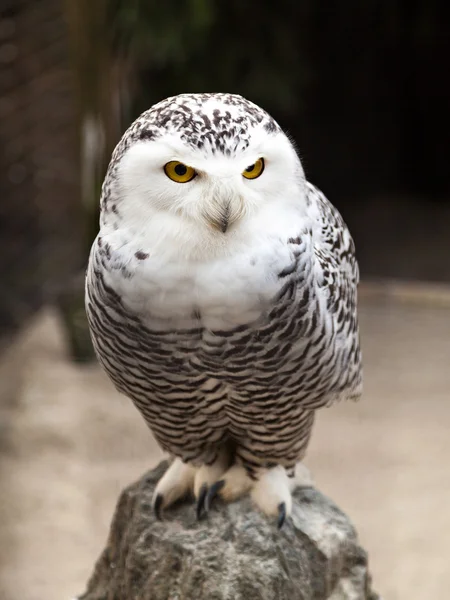 Standing Snow Owl — Stock Photo, Image