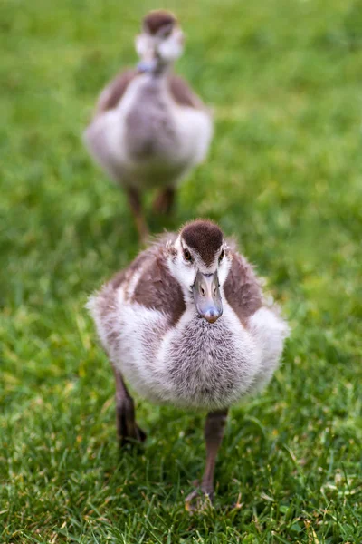 Dos patitos. — Foto de Stock