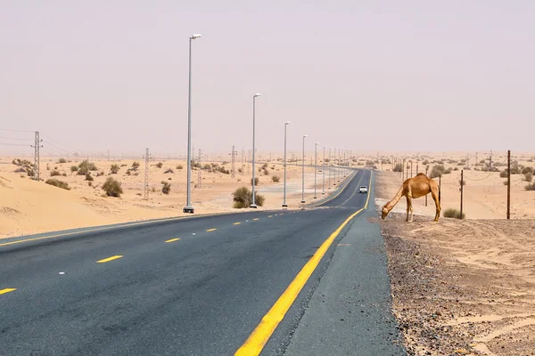 Chameau sur une route déserte — Photo