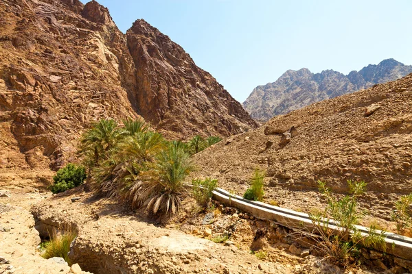 Oasis in Dubai — Stock Photo, Image