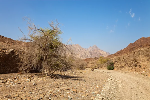 Dry riverbed in the Dubai desert — Stock Photo, Image