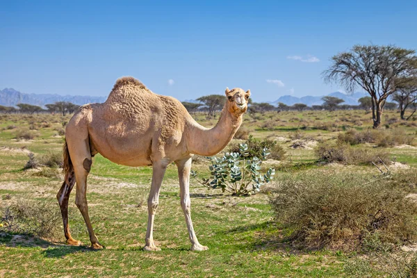 在阿联酋的骆驼 — 图库照片