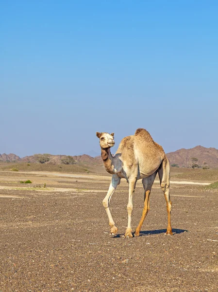 Camello en el desierto de Rock — Foto de Stock