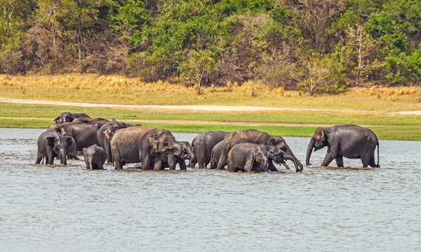 Éléphants indiens — Photo