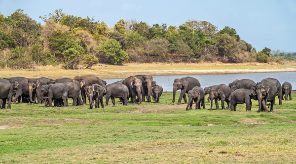 Indičtí sloni — Stock fotografie