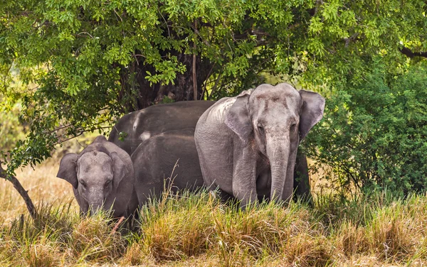 Слоны Индии — стоковое фото