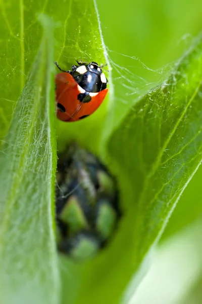 Ladybug — Stock Photo, Image