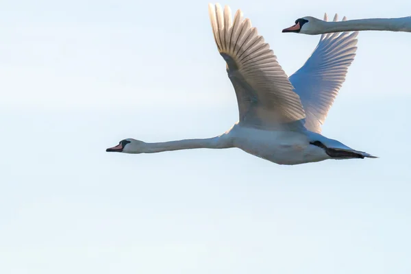 Flygande svanen — Stockfoto