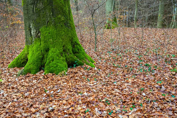 Bos en groen mossy boomstam — Stockfoto