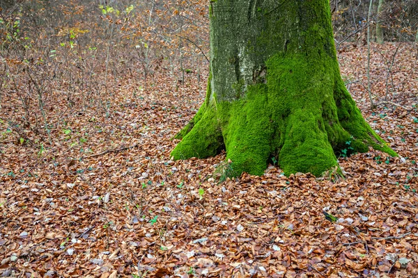 Forest and green mossy tree trunk — Stock Photo, Image