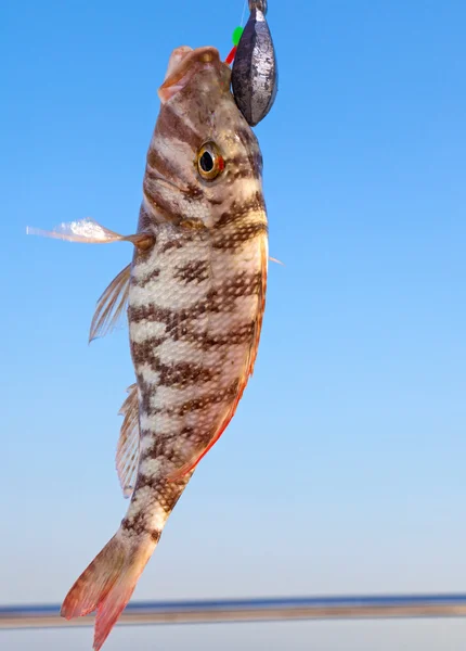 Fish on the hook — Stock Photo, Image