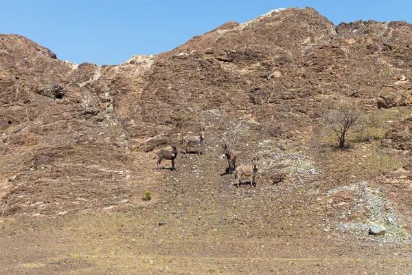 Wild Donkeys — Stock Photo, Image