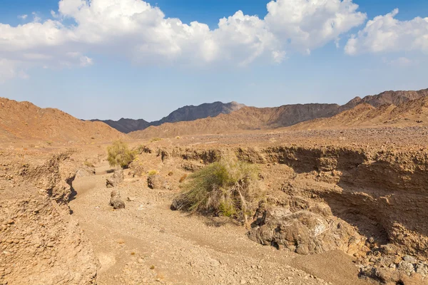 Deserto di pietra — Foto Stock