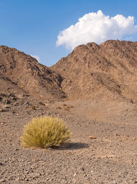 Stone desert — Stock Photo, Image