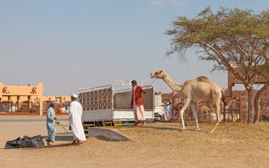 deve pazarda geleneksel: al ain, Birleşik Arap Emirlikleri