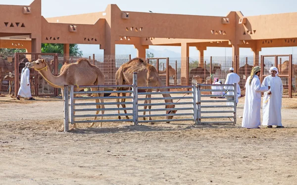 Mercado tradicional de camelos em Al Ain nos Emirados Árabes Unidos — Fotografia de Stock